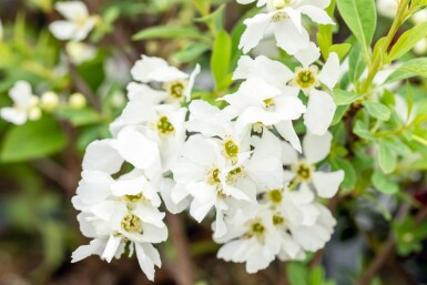 Exochorda racemosa 'Niagara' buske 80-100 cm