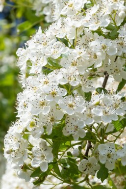 Crataegus laevigata 'Plena' Rundhagtorn buske Crataegus laevigata 'Plena' buske