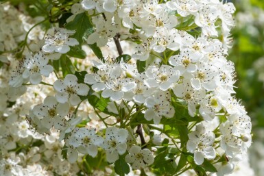 Crataegus laevigata 'Plena' buske