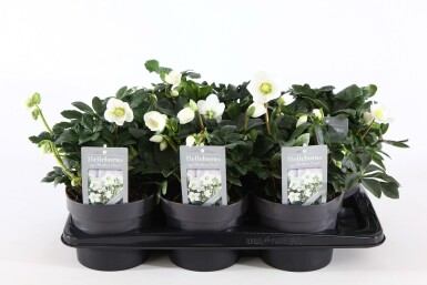 Helleborus niger 'Christmas Carol' C2