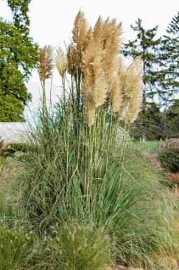 Cortaderia selloana