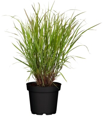 Panicum virgatum 'Rehbraun'