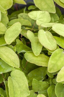 Ingen bild tillgänglig