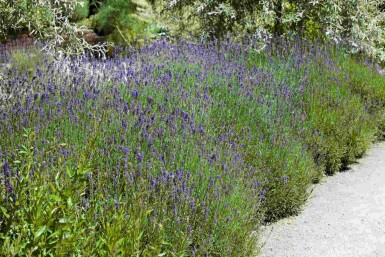 Lavandula angustifolia