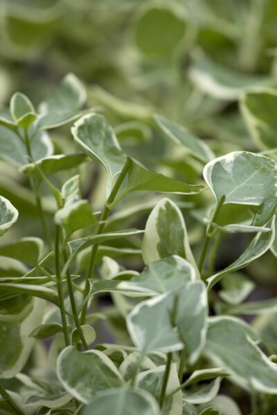Vinca major 'Variegata'