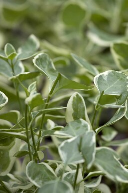 Ingen bild tillgänglig