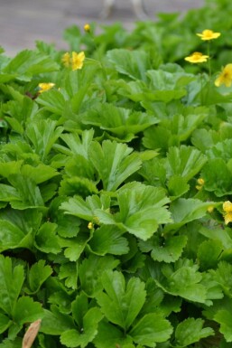 Ingen bild tillgänglig