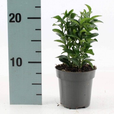 Euonymus japonicus 'Green Spire' buske 50-60 cm