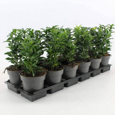 Euonymus japonicus 'Green Spire' buske 50-60 cm