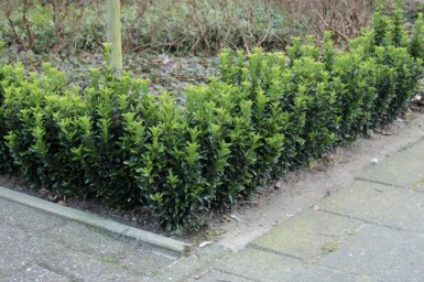 Euonymus japonicus 'Green Spire' buske 50-60 cm