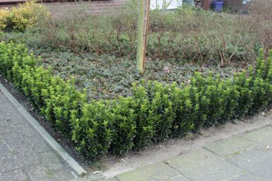Euonymus japonicus 'Green Spire' buske 50-60 cm