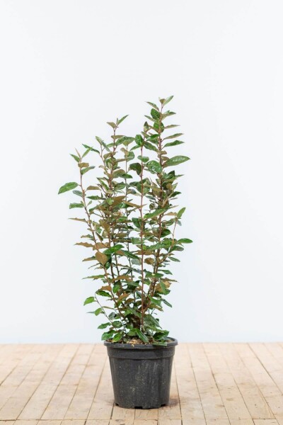 Elaeagnus × ebbingei 60-80 cm