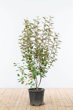 Elaeagnus × ebbingei 125-150 cm