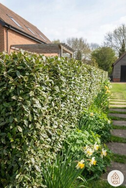 Elaeagnus × ebbingei 150-175 cm