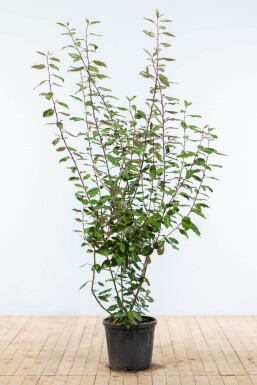 Elaeagnus × ebbingei 175-200 cm