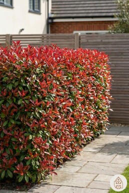 Photinia × fraseri 'Red Robin' 150-175 cm - Kruka