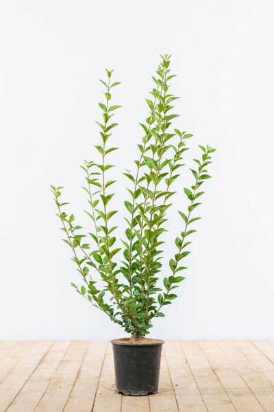 Ligustrum ovalifolium 60-80 cm