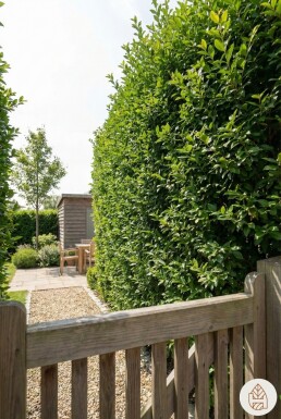 Ligustrum ovalifolium 60-80 cm