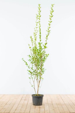 Ligustrum ovalifolium 150-175 cm