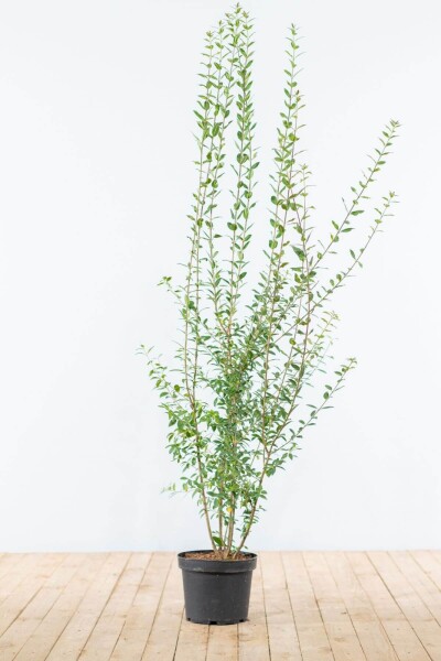 Ligustrum vulgare 'Atrovirens' 125-150 cm