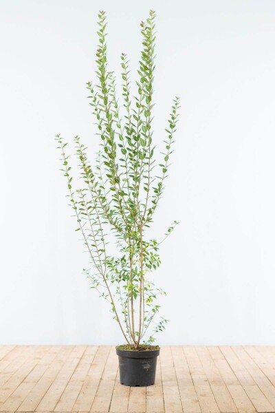 Ligustrum vulgare 'Atrovirens' 150-175 cm