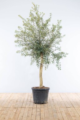 Olea europaea 150-175 cm