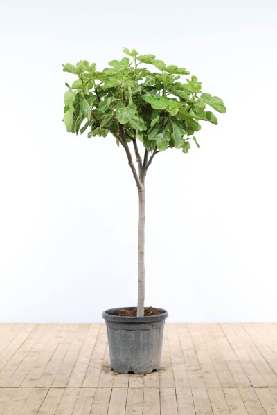 Ficus carica 80-100 cm