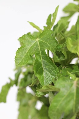 Ficus carica 80-100 cm