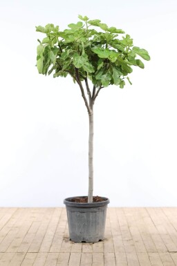 Ficus carica 150-175 cm