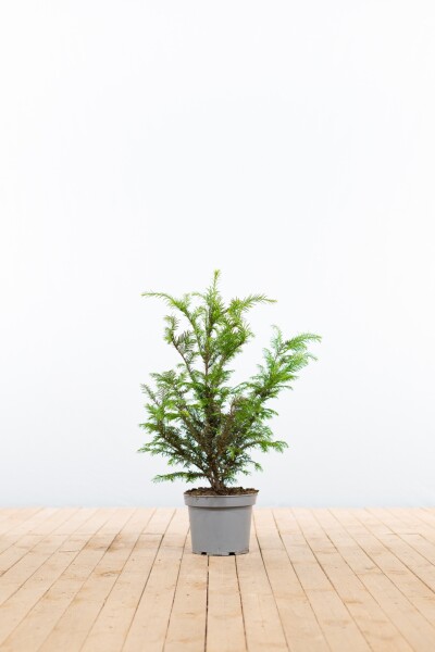 Taxus baccata 40-60 cm - Kruka