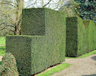 Taxus baccata 40-60 cm - Kruka