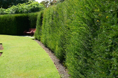 Taxus baccata 40-60 cm - Kruka