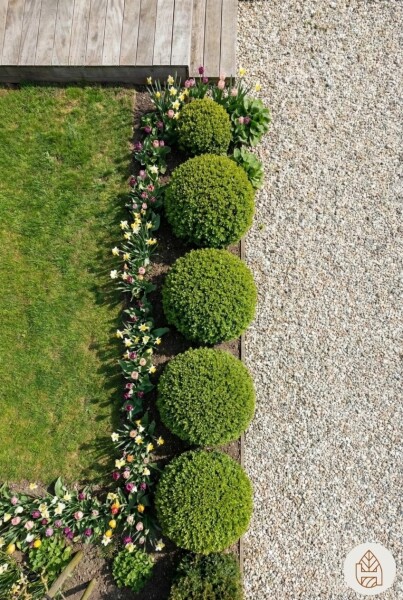 Buxus sempervirens 30-40 cm - Kruka