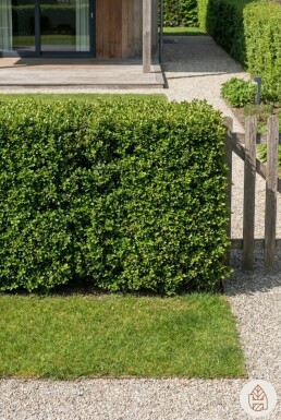 Ilex crenata 'Convexa' 40-50 cm - Kruka