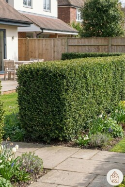 Ilex crenata 'Dark Green' 60-80 cm - Kruka