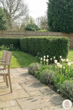 Ilex crenata 'Dark Green' 60-80 cm - Kruka