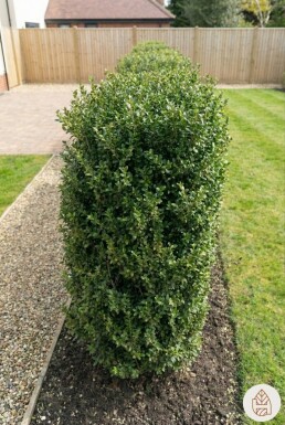 Ilex crenata 'Green Hedge' 40-60 cm - Kruka