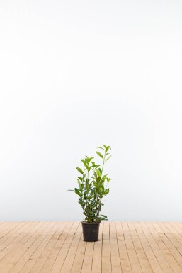 Prunus laurocerasus 'Caucasica' 60-80 cm - Kruka