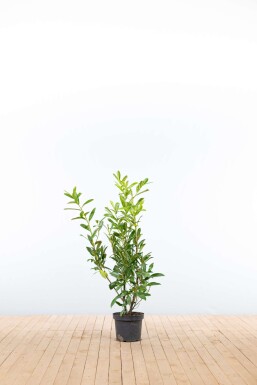 Prunus laurocerasus 'Caucasica' 80-100 cm - Kruka