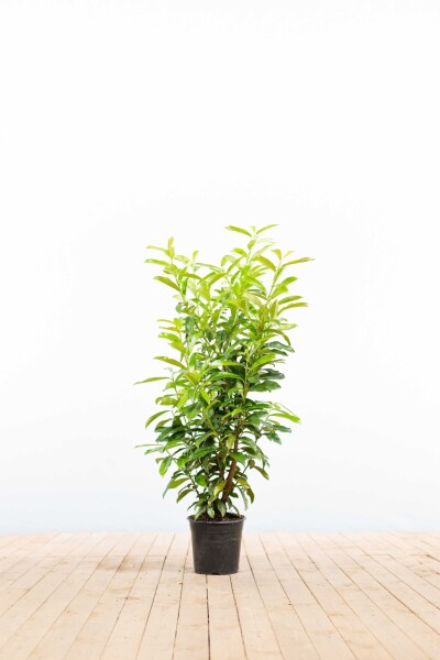 Prunus laurocerasus 'Genolia' 80-100 cm - Kruka