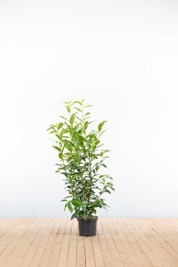 Prunus laurocerasus 'Genolia' 100-125 cm - Kruka