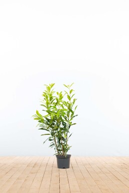 Prunus laurocerasus 'Herbergii' 60-80 cm - Kruka