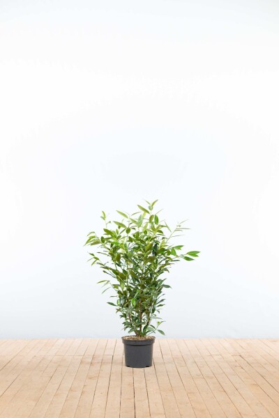 Prunus laurocerasus 'Herbergii' 80-100 cm - Kruka
