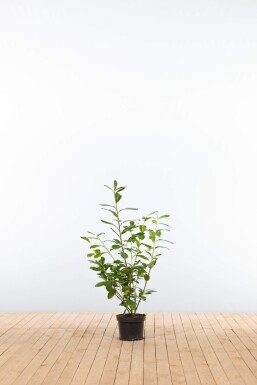 Prunus laurocerasus 'Novita' 60-80 cm - Kruka