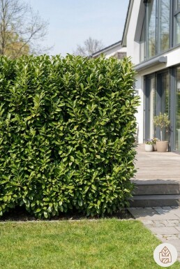 Prunus laurocerasus 'Novita' 60-80 cm - Kruka