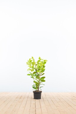 Prunus laurocerasus 'Rotundifolia' 60-80 cm - Kruka