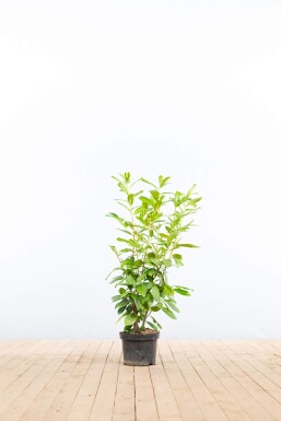Prunus laurocerasus 'Rotundifolia' 80-100 cm - Kruka