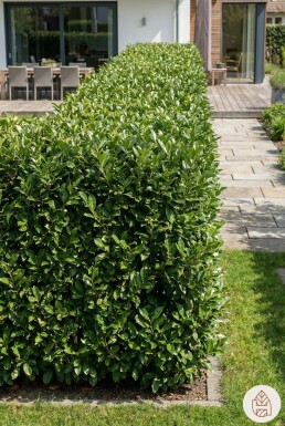 Prunus laurocerasus 'Rotundifolia' 80-100 cm - Kruka
