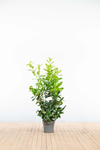 Prunus laurocerasus 'Rotundifolia' 100-125 cm - Kruka