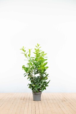 Prunus laurocerasus 'Rotundifolia' 100-125 cm - Kruka